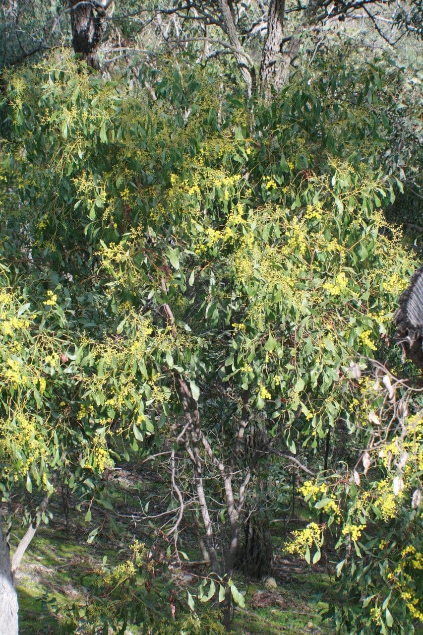 Mimosa dorata 15