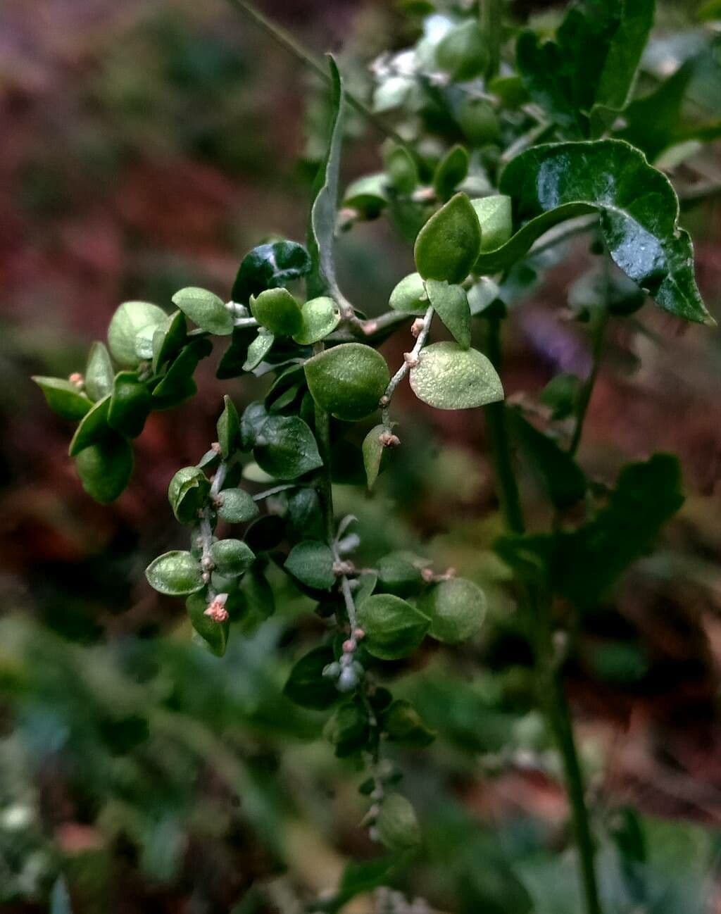 Atriplice sagittata 5