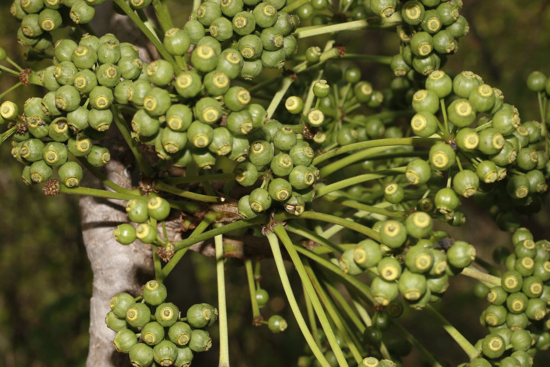 Aralia excelsa 5