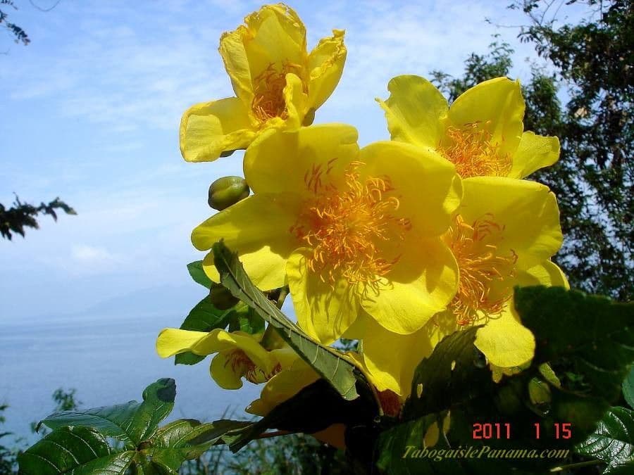Rosa amarilla 10