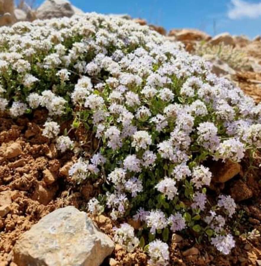 Ziziphora
