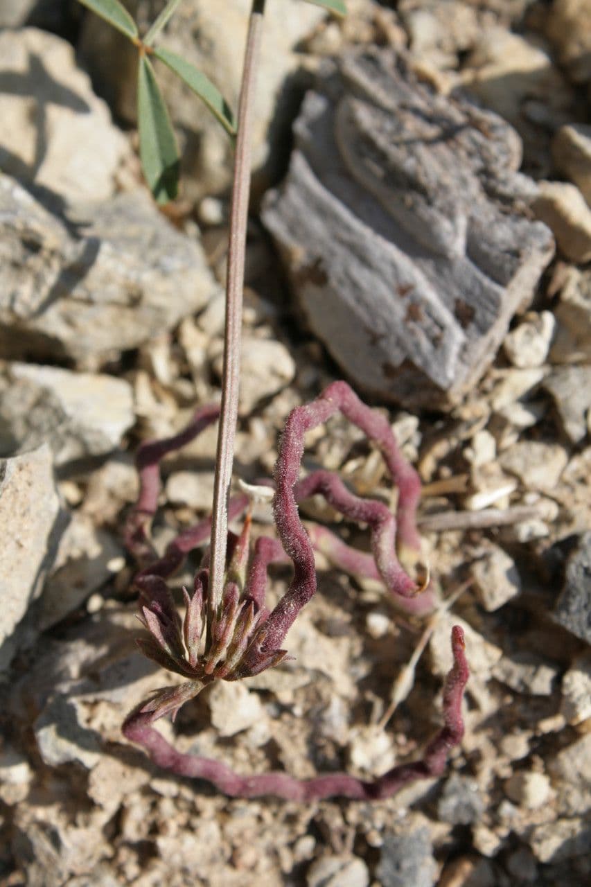 Hippocrepis 22
