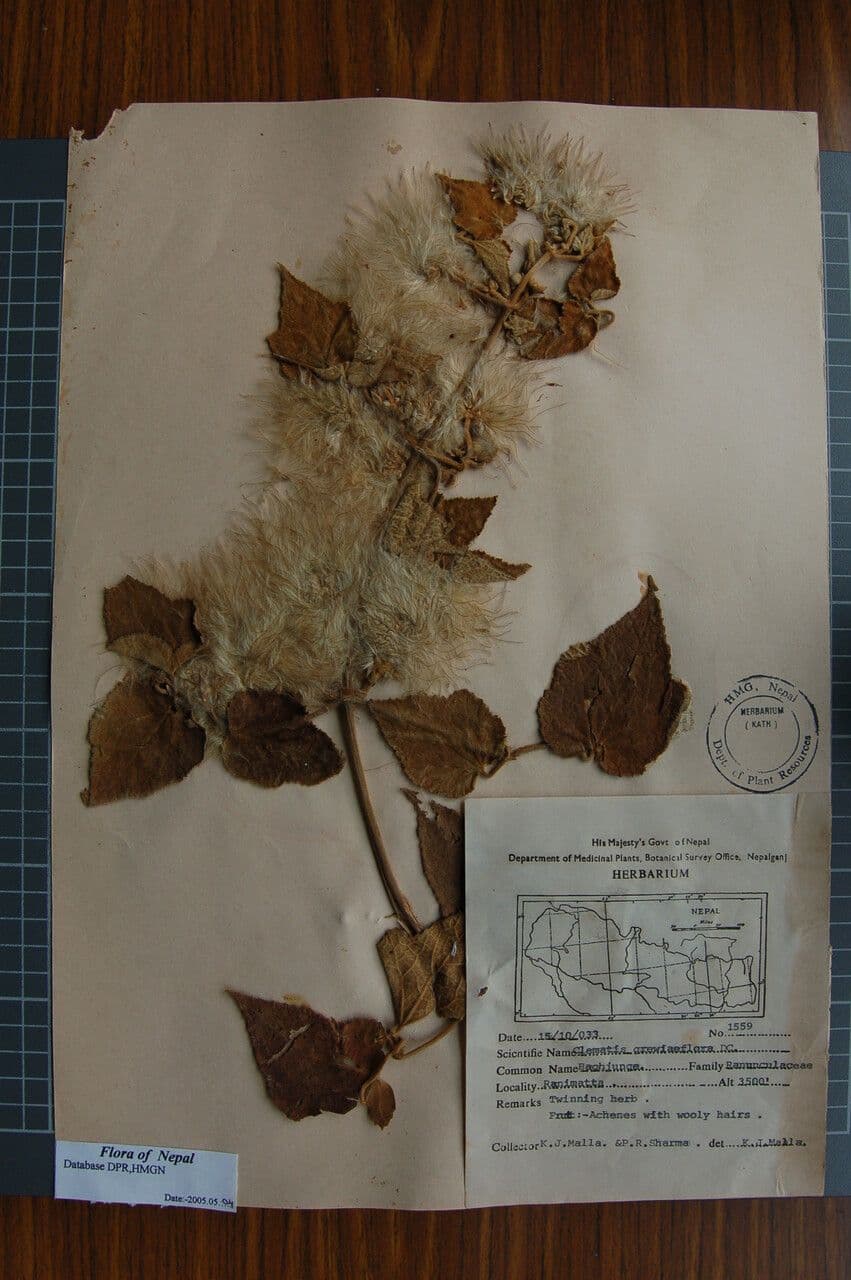 Clematis 2