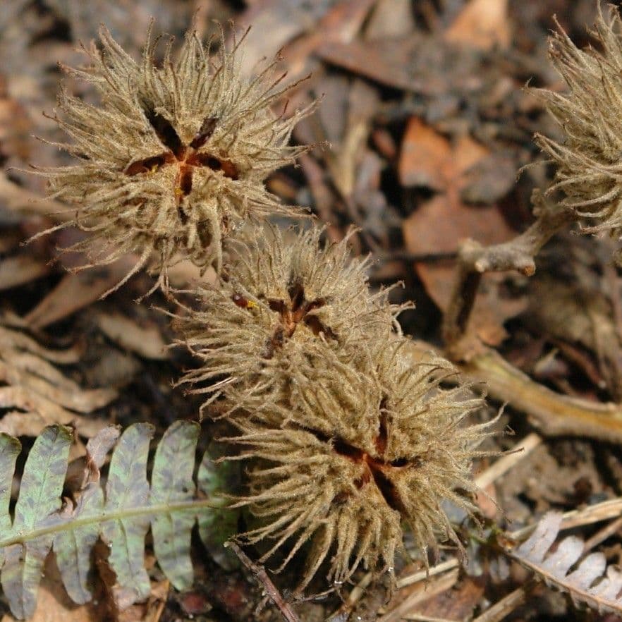 Commersonia bartramia 3