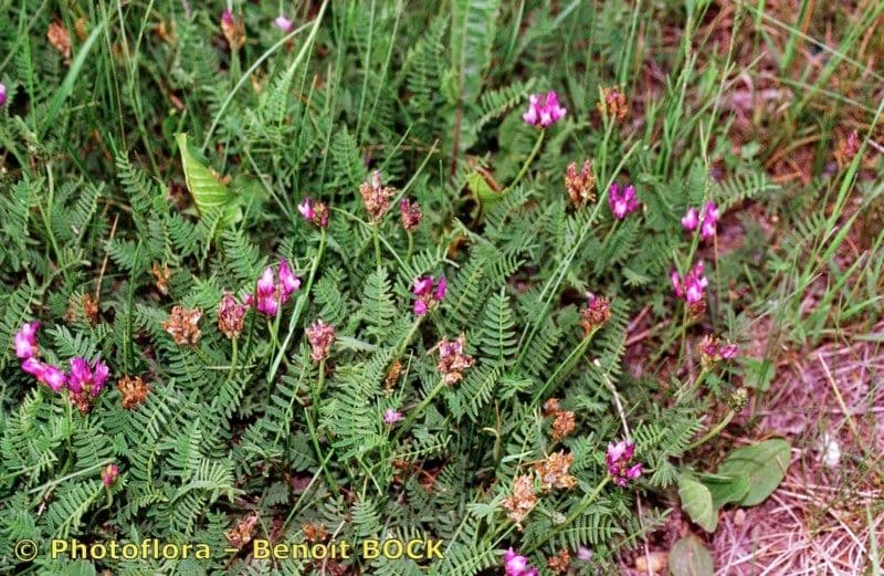 Astragalo danese 7