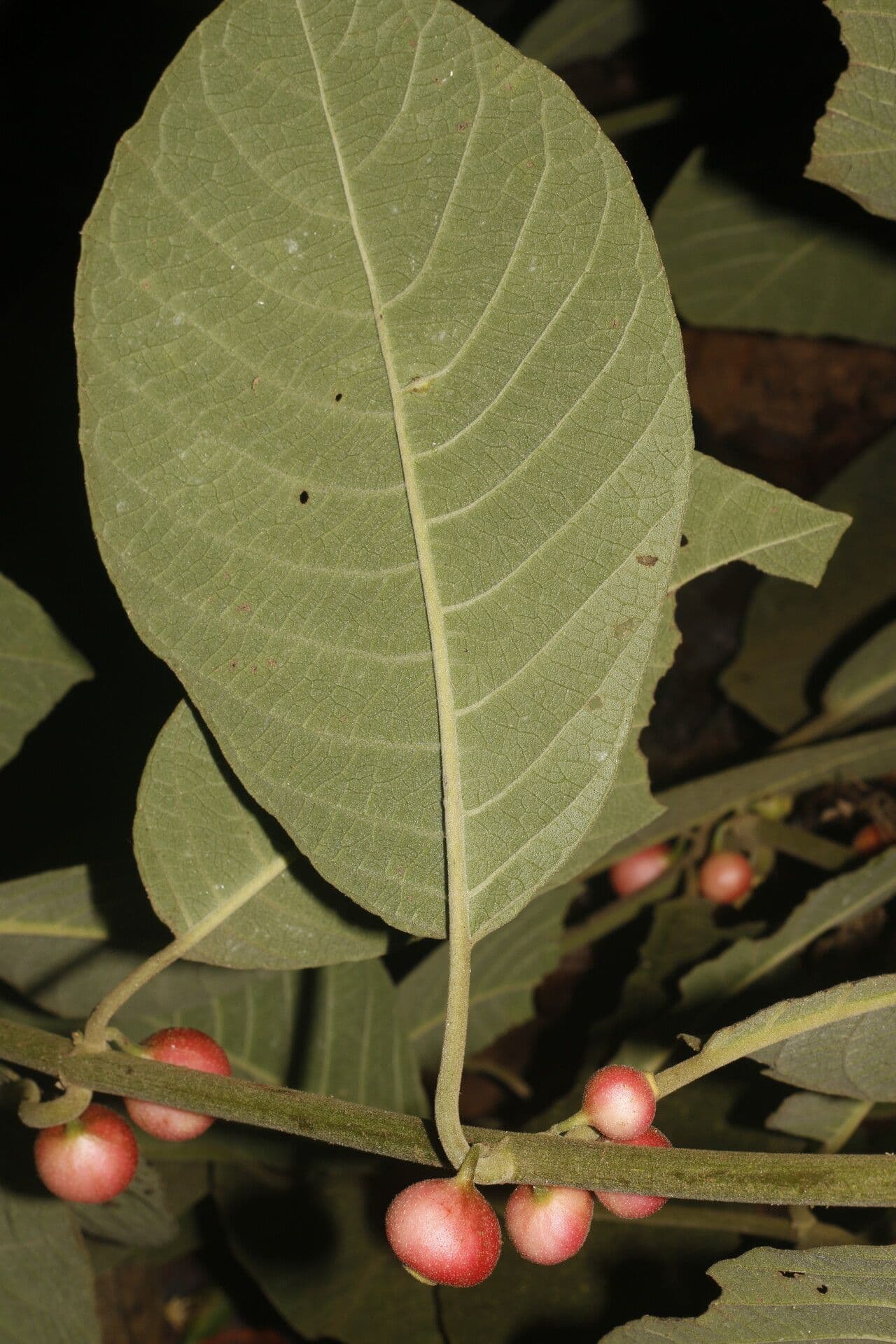 Siparuna gesnerioides 4