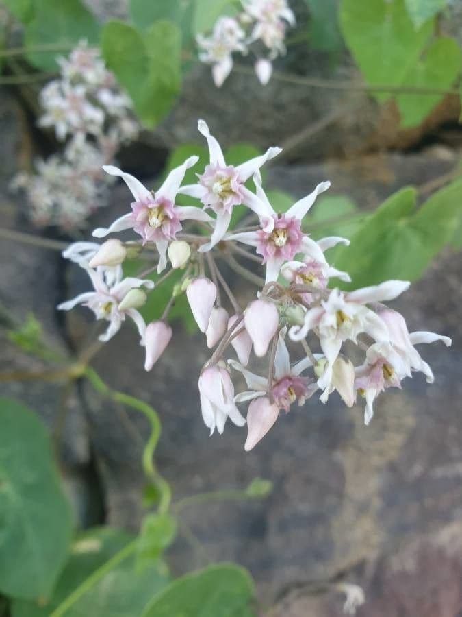 Oman 6