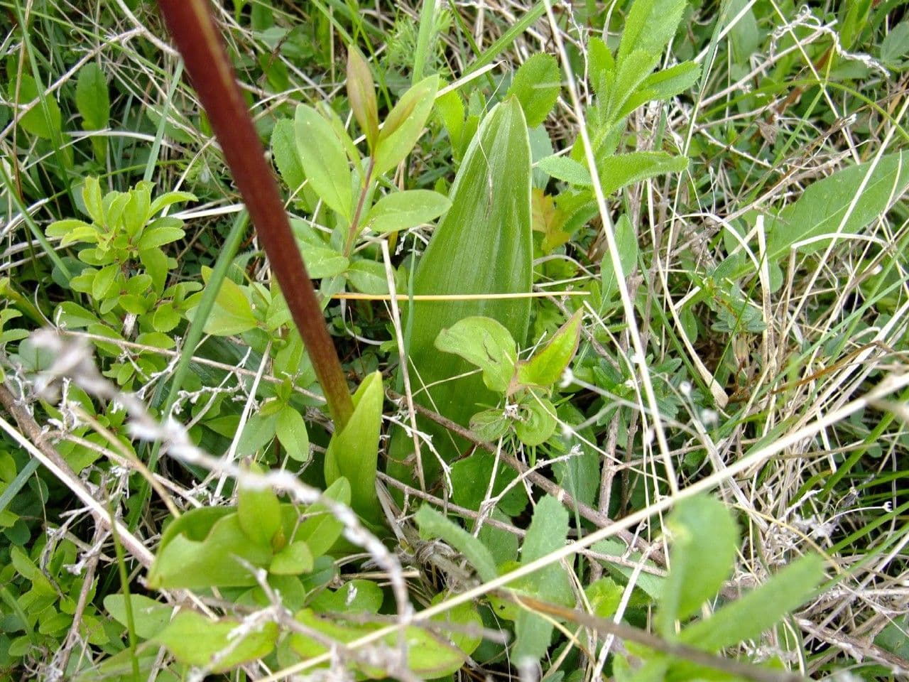 Orchide maggiore 24