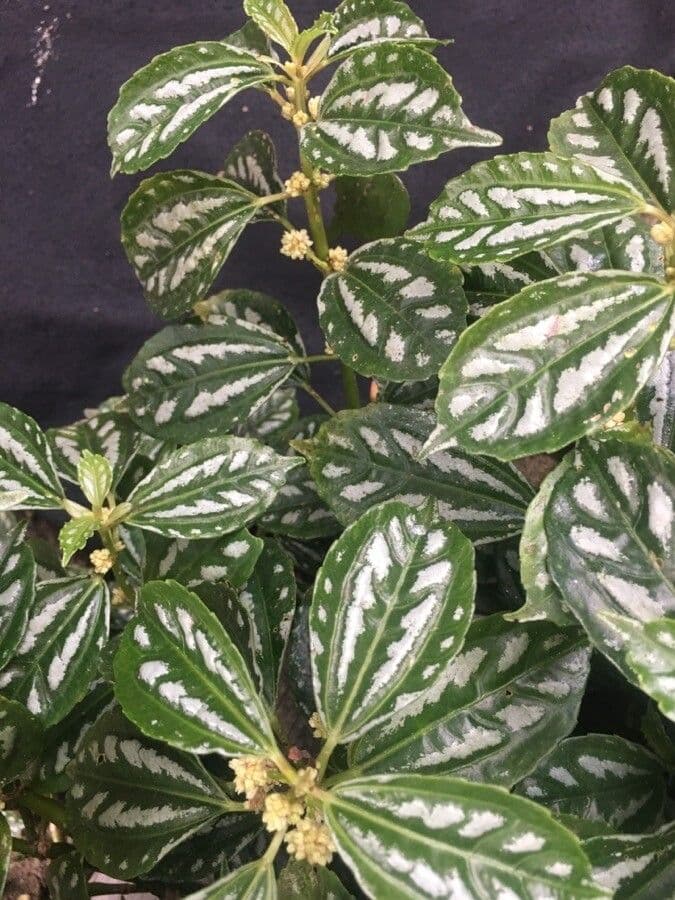 Pilea 3