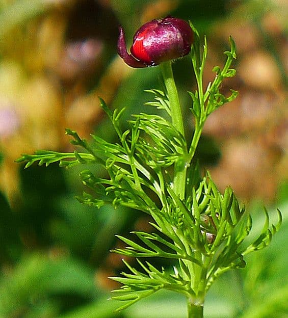 Adonis annuale 17