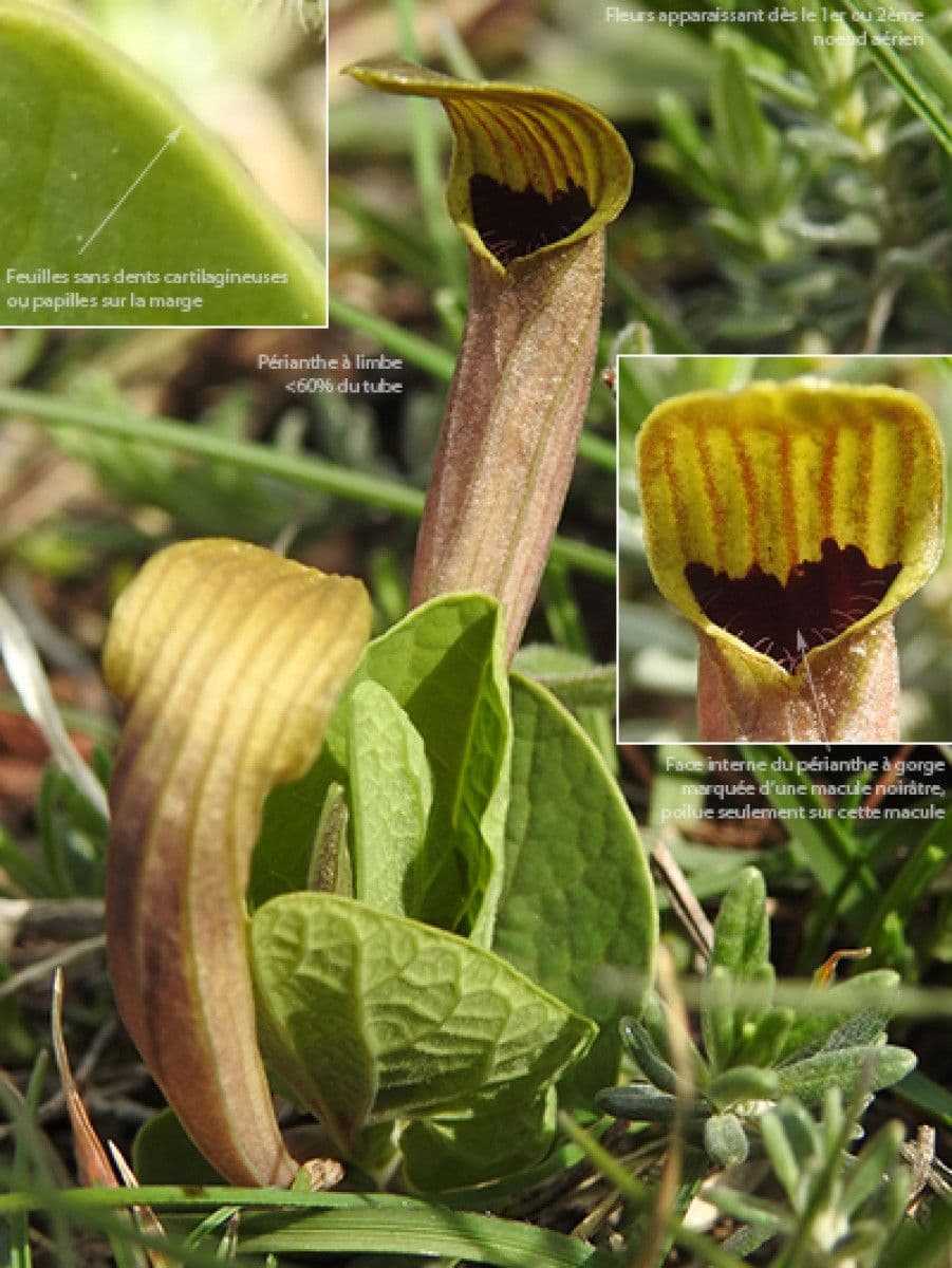 Aristolochia 4