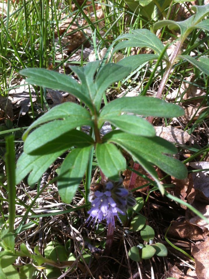 Hydrophyllum 12