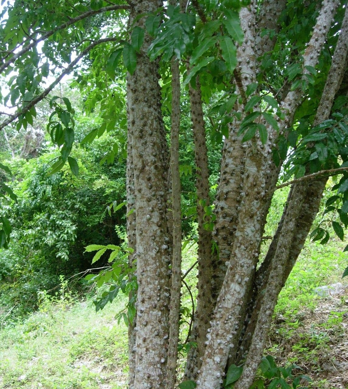 Zanthoxylum 10