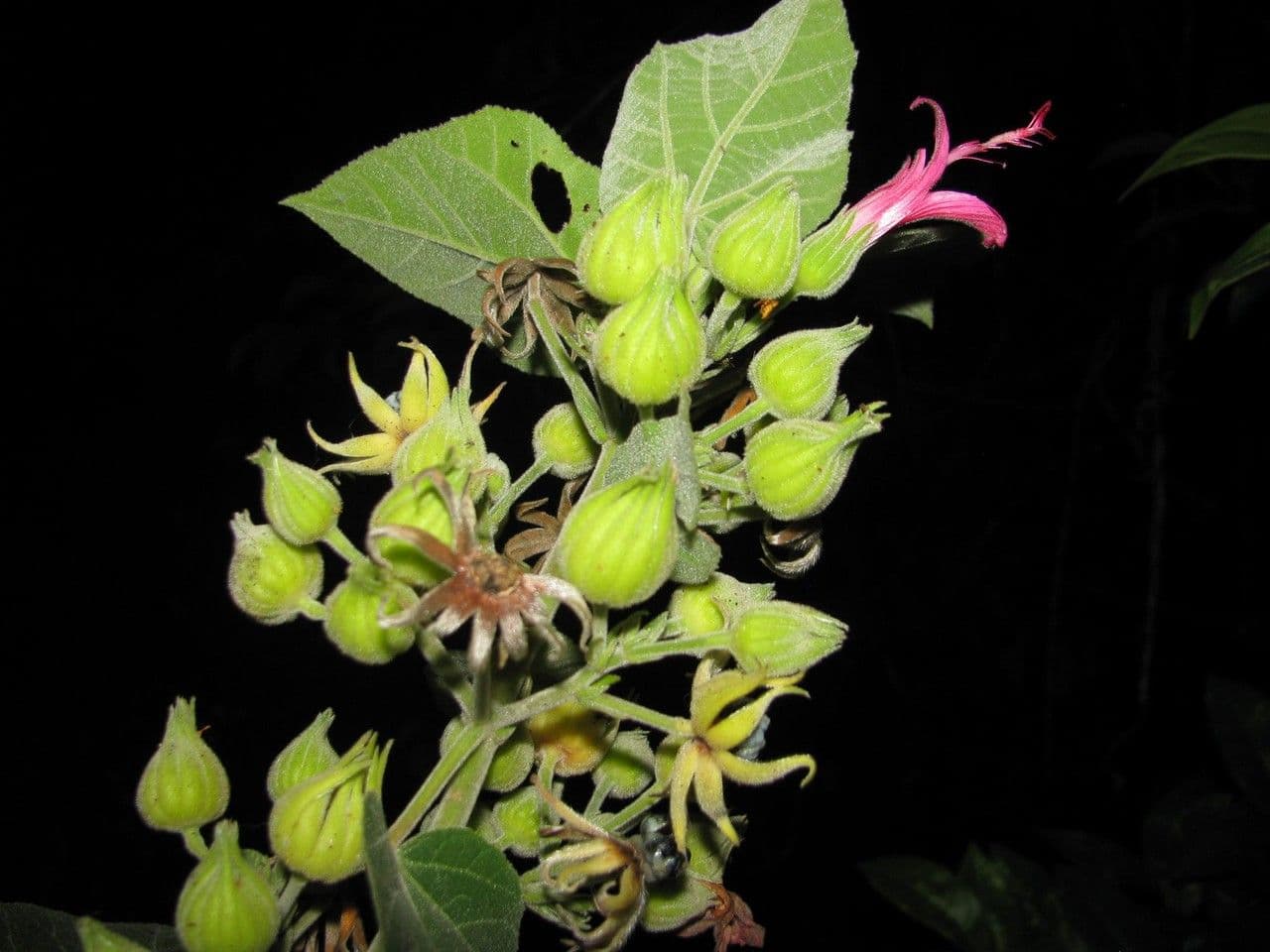 Pavonia 7