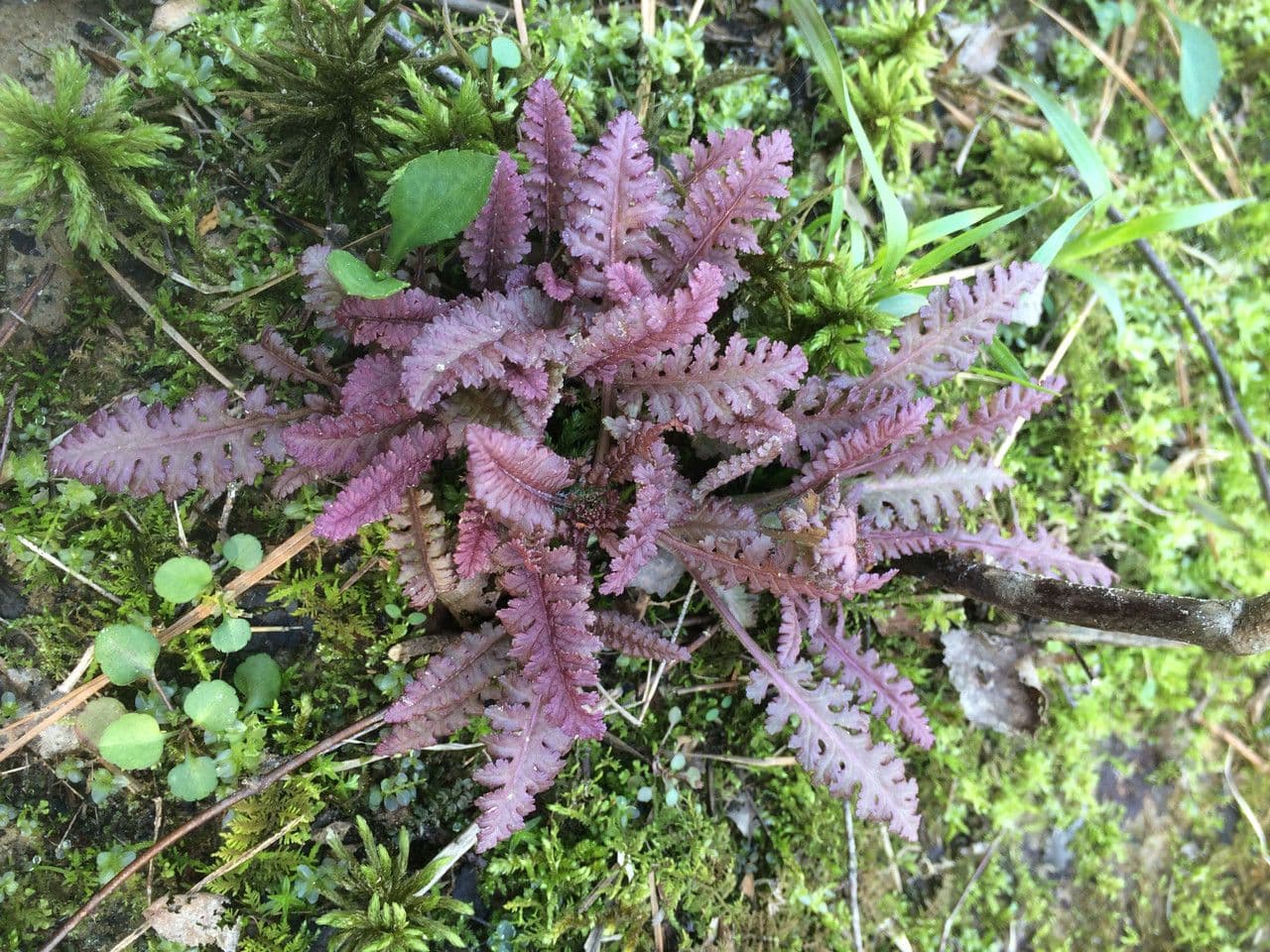 Pedicularis canadensis 14