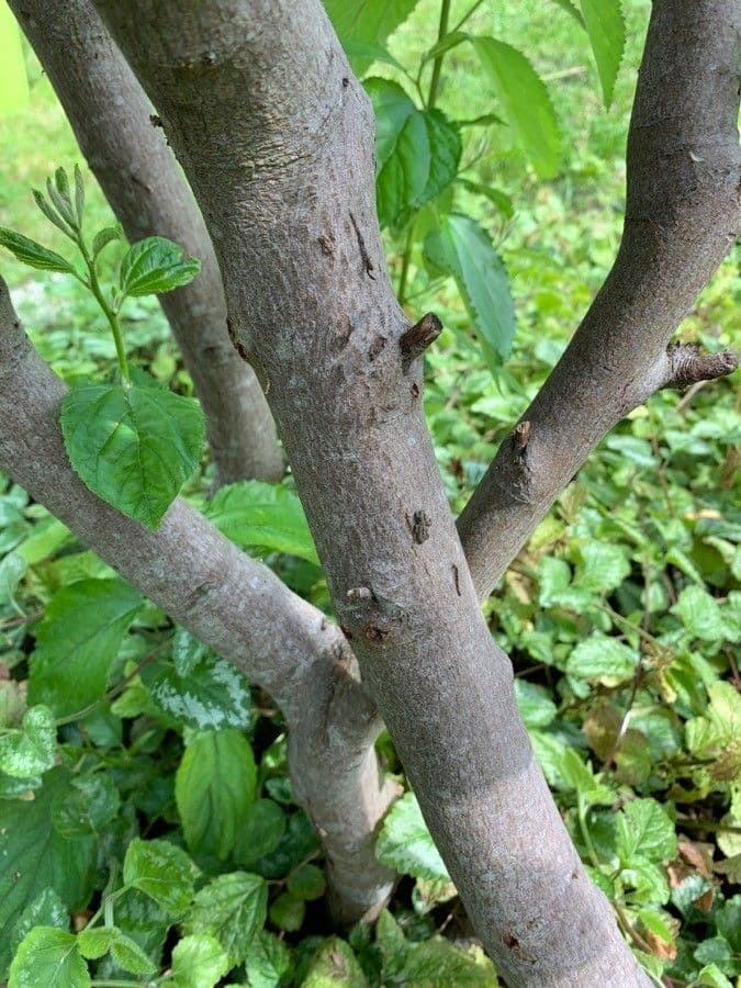 Ceanothus americký 22
