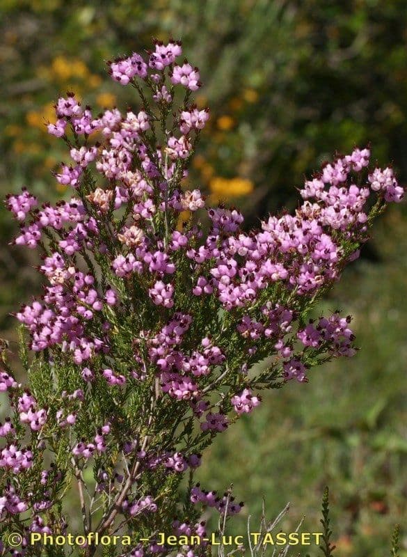 Spanische Glockenheide 23