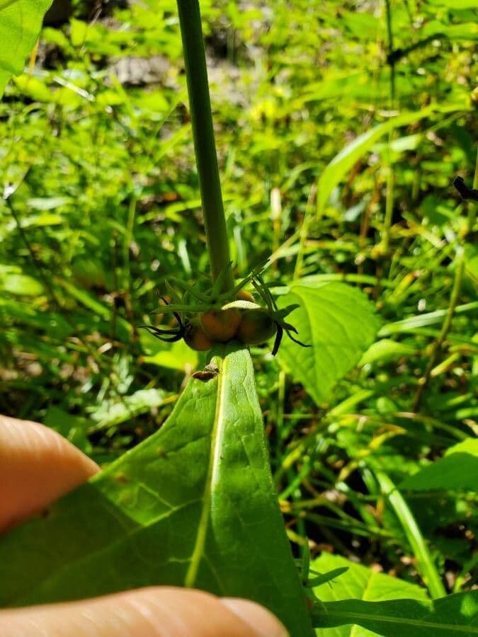 Triosteum perfoliatum