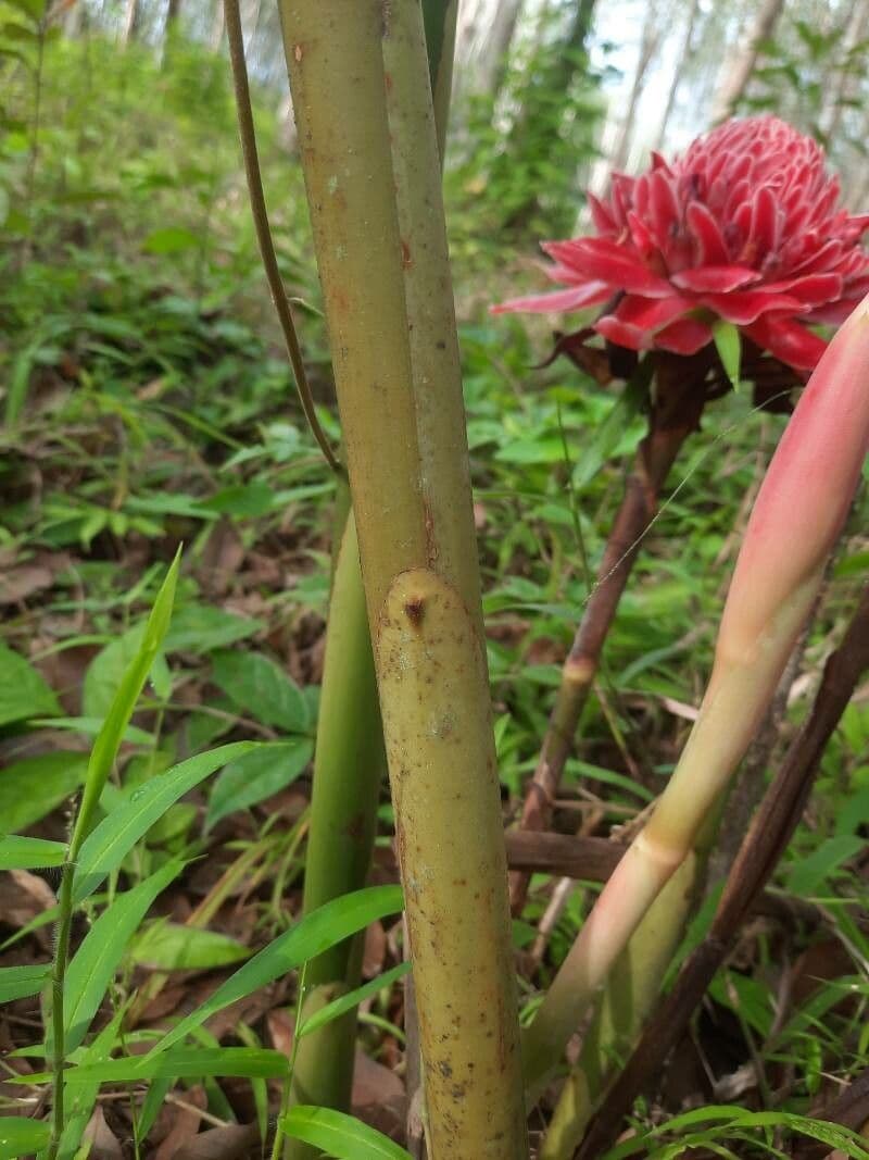 Fleur de cire philippine 22