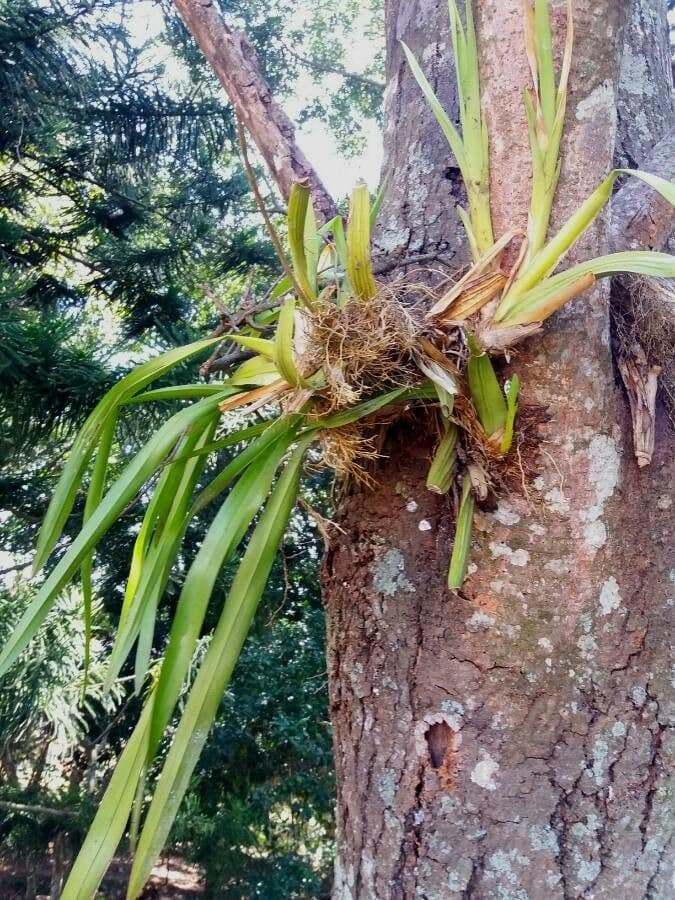 Cymbidium aloelistne 9