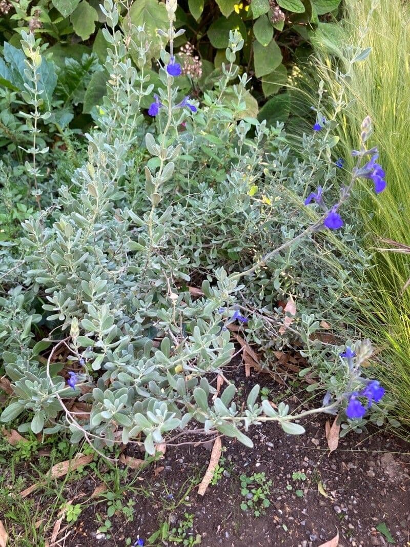 Salvia germandrina 10