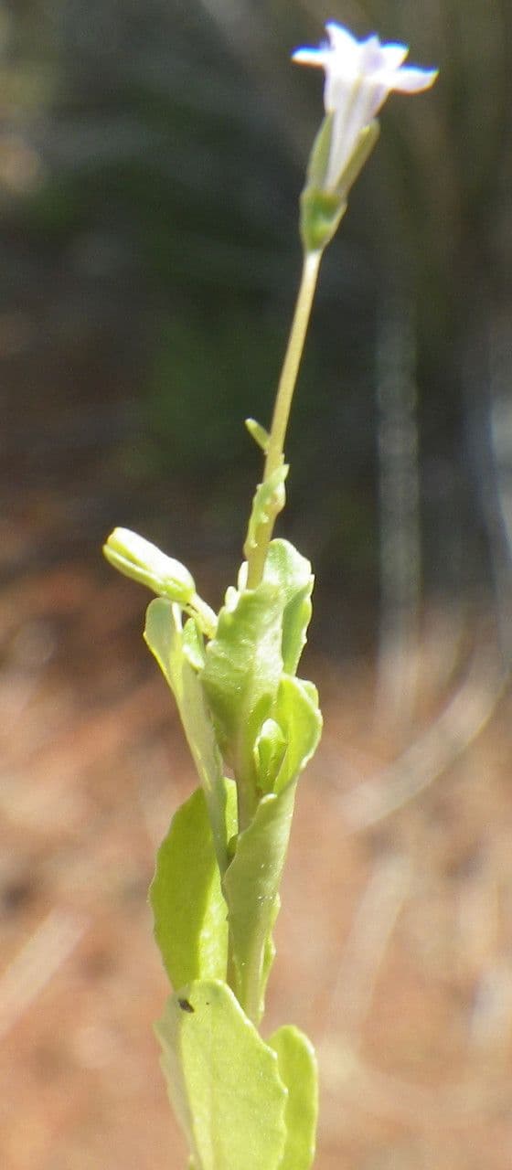 Solenopsis 12