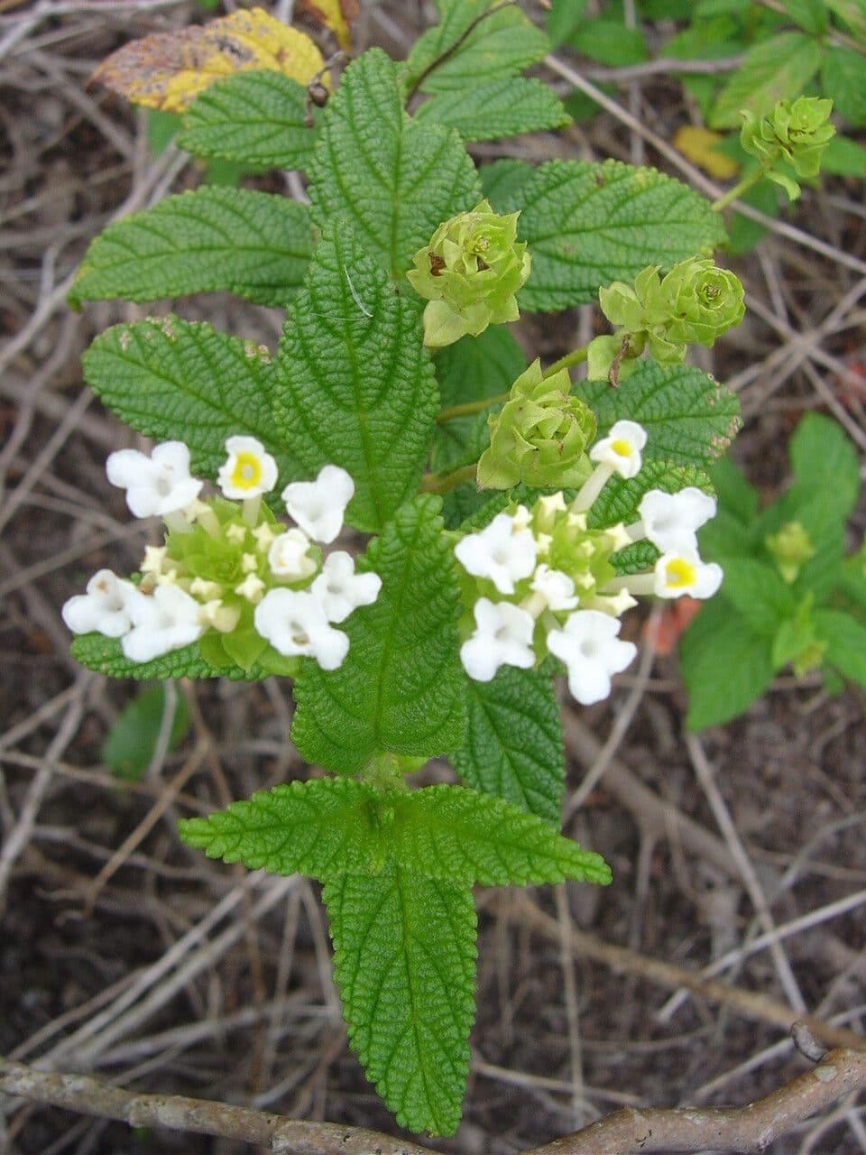 Lantana ondulata 2