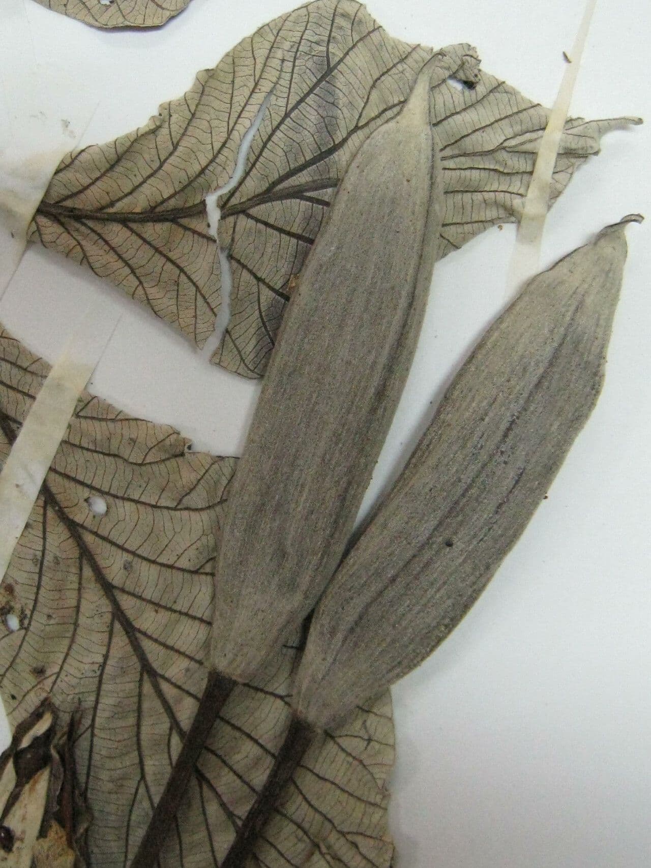 Cecropia 28
