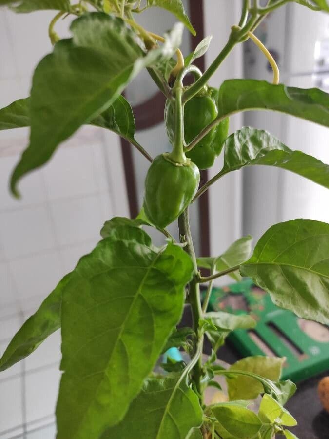 Peperoncino cinese 17