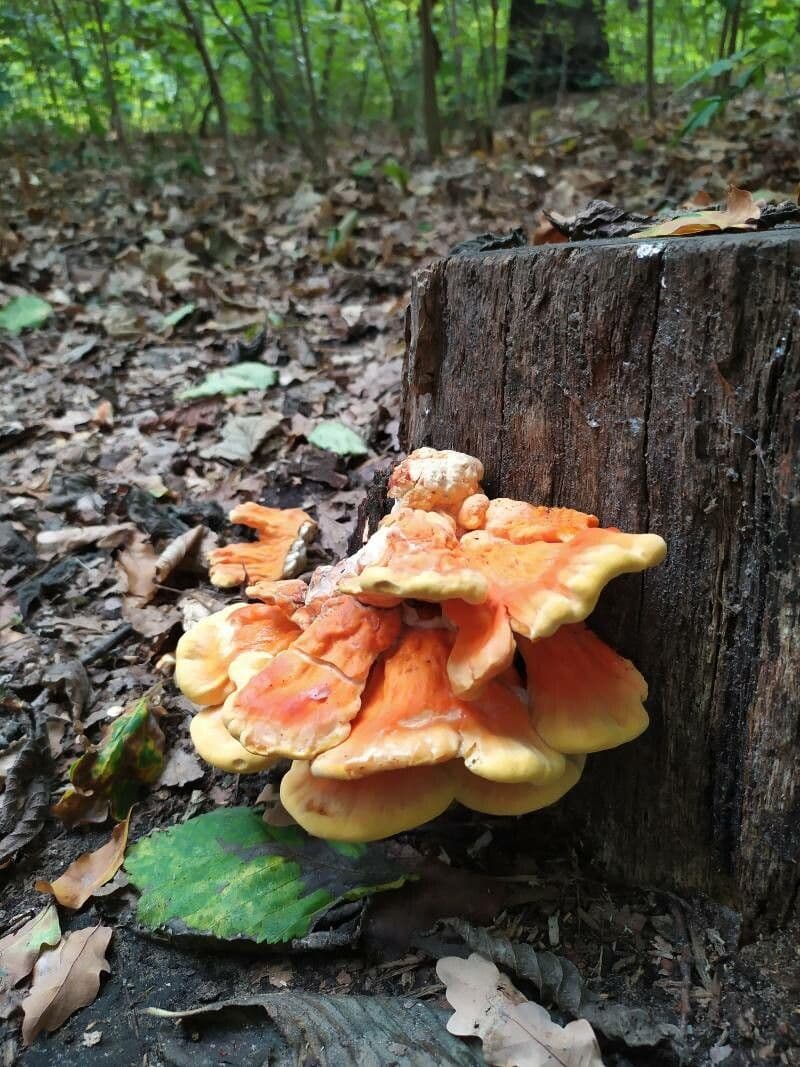 Cytinus hypocistis 21