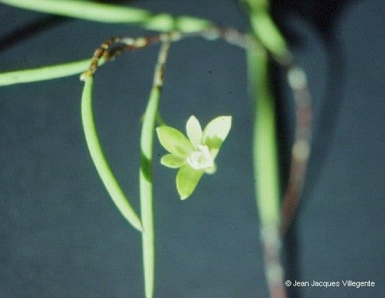 Native dendrobium 4