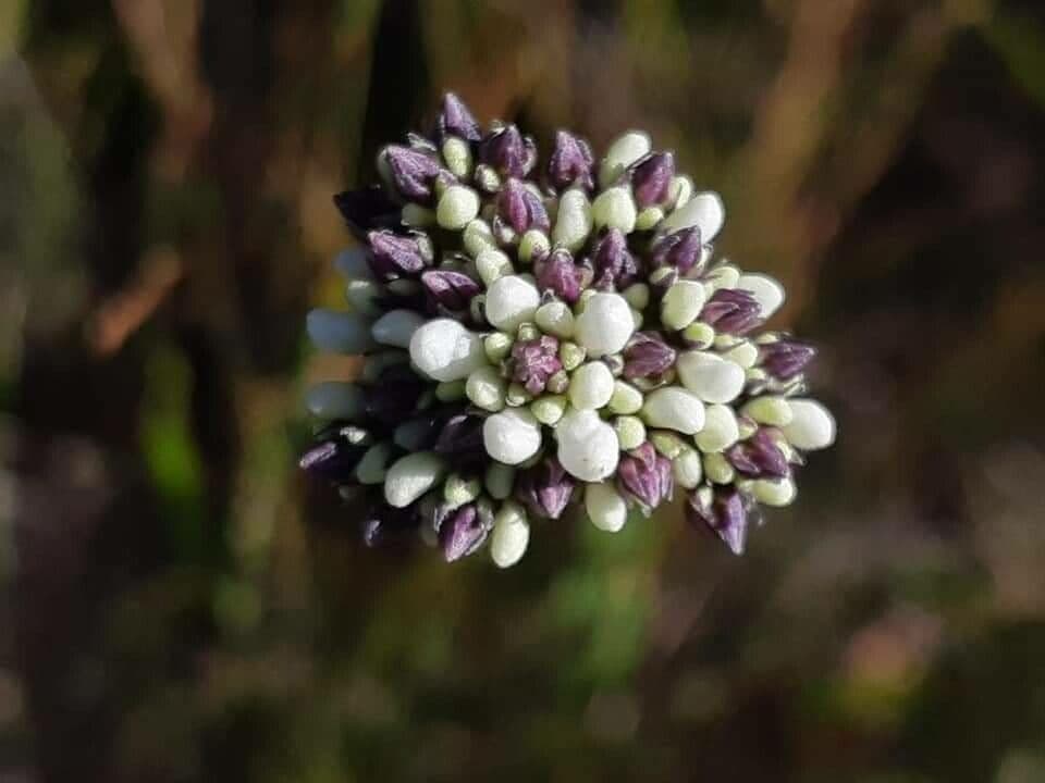 Conospermum de hoja larga