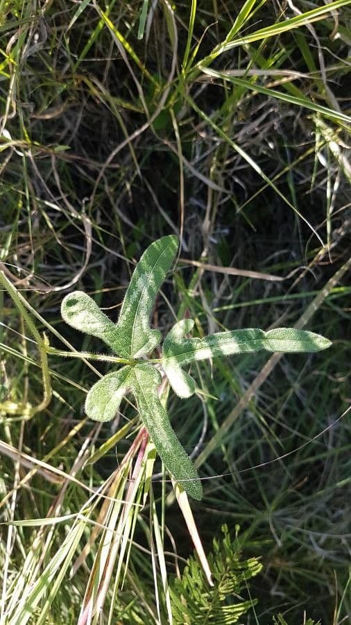 Vigna frutescens 16