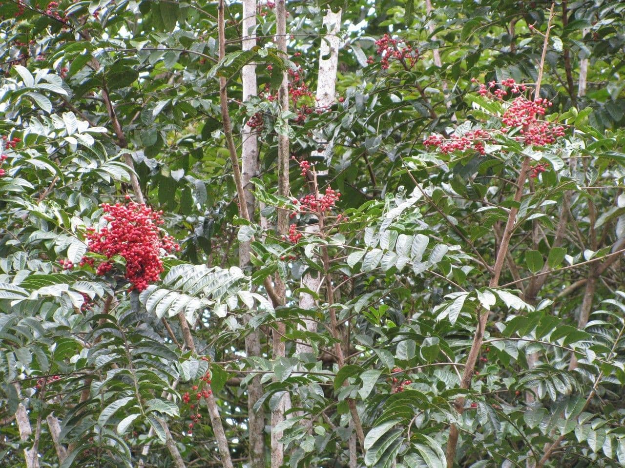Mosquitoxylum 22