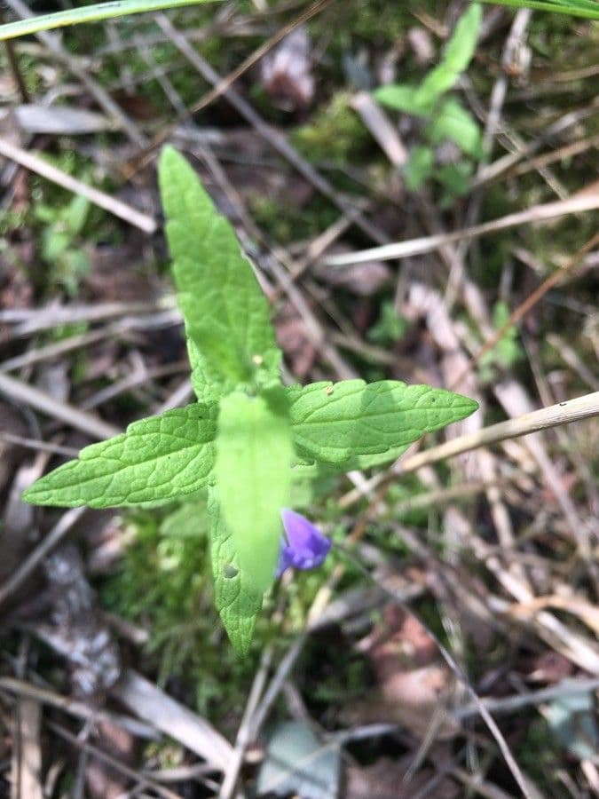 Scutellaria tuberosa 12