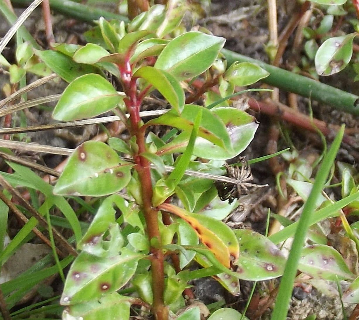 Isnardia 27