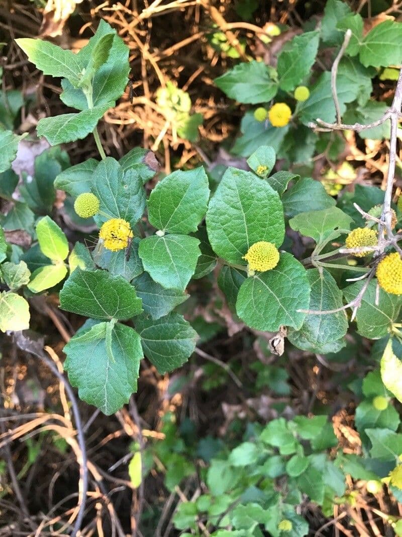 Podanthus 8