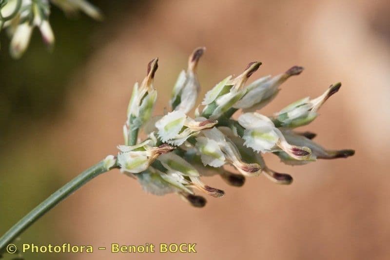 Fumaria macrosepala