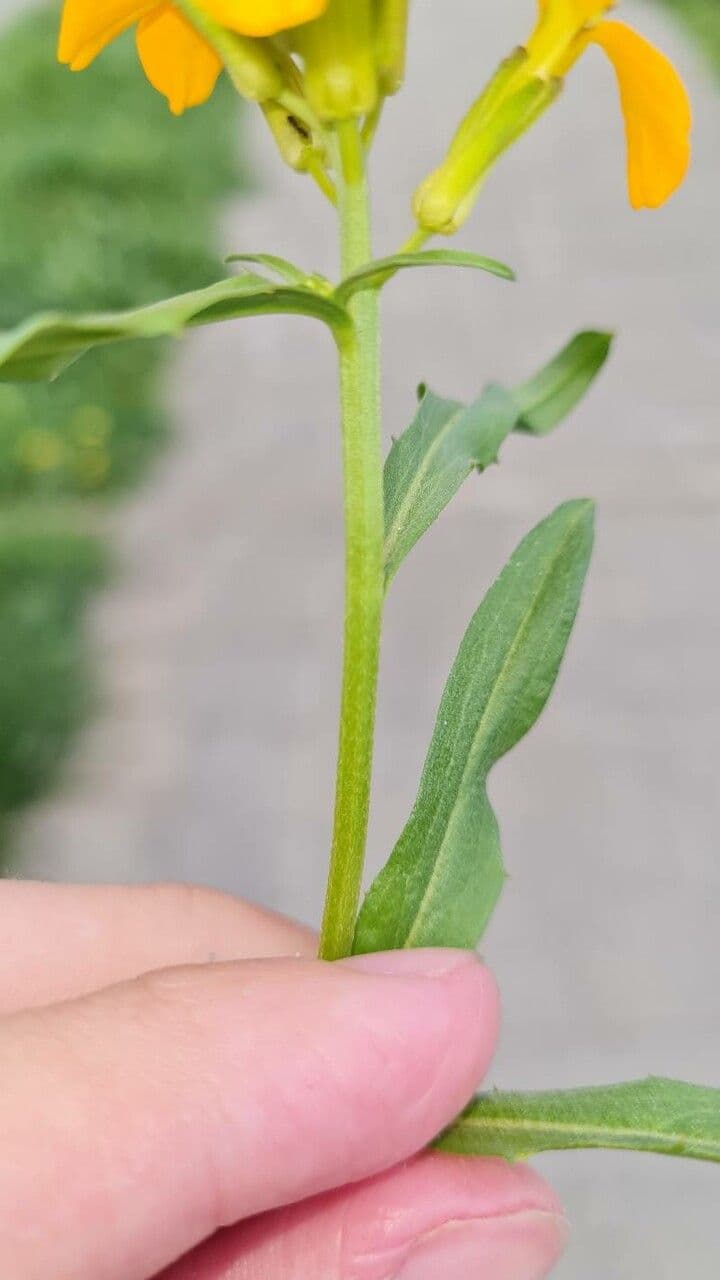 Violaciocca odorosa 21