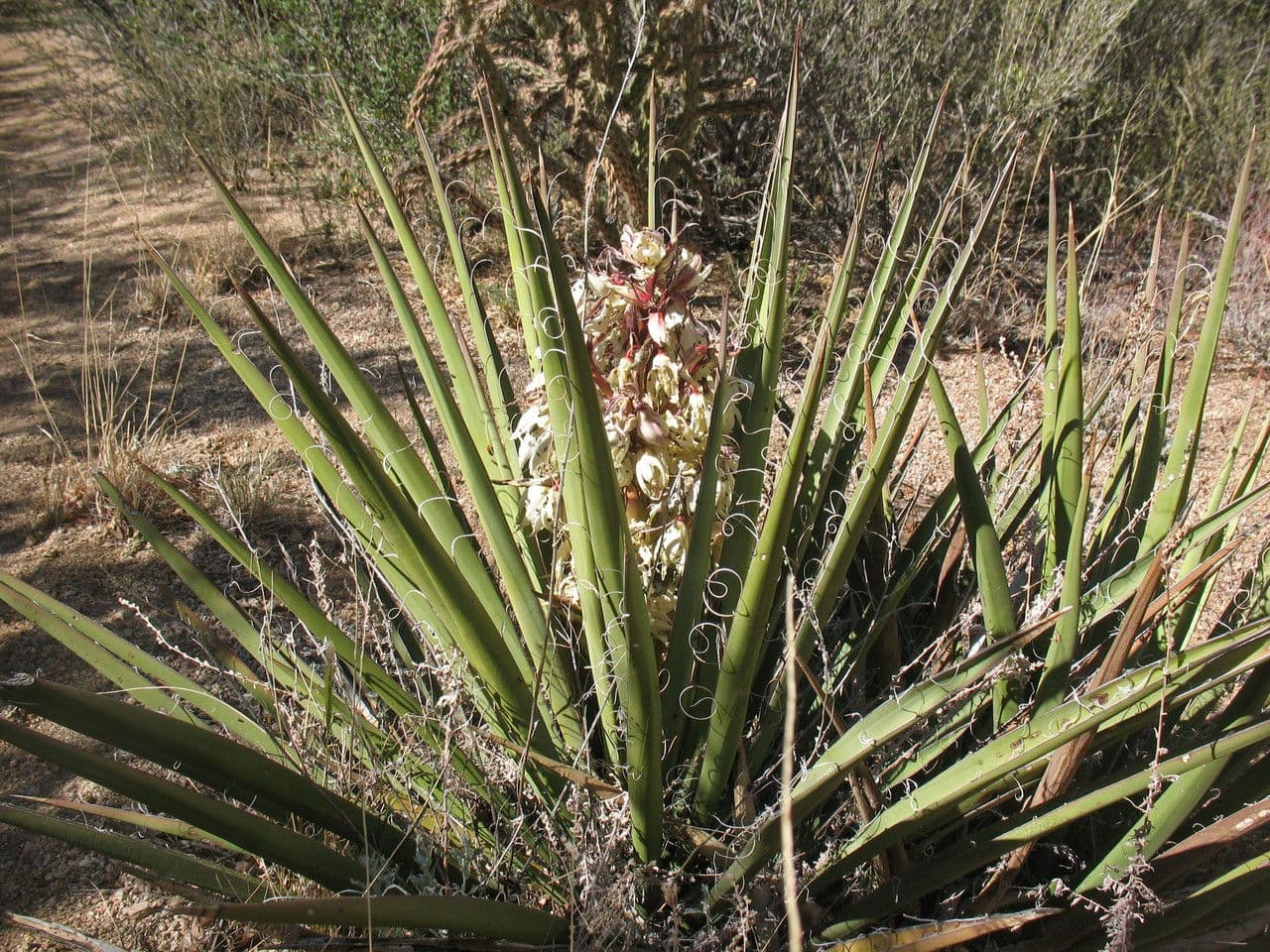 Yucca bacata 12