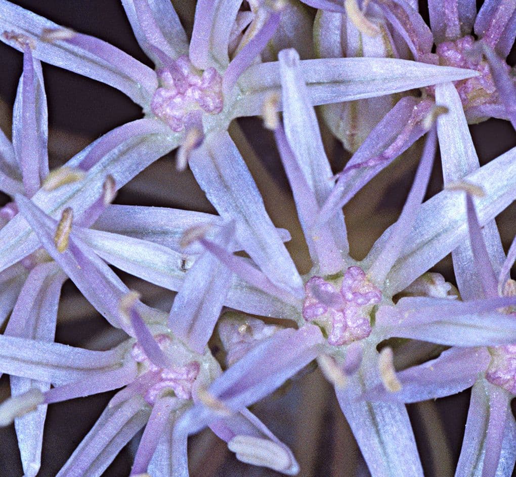 Cebula dwulistna 3