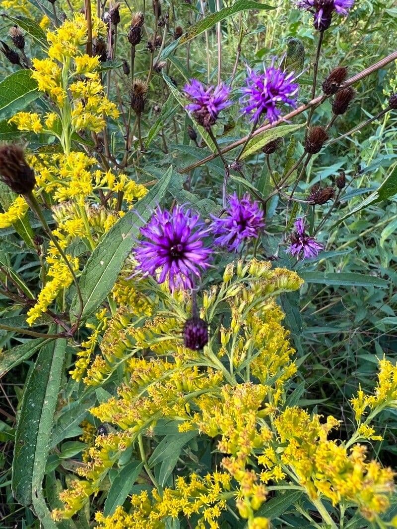Vernonia 3