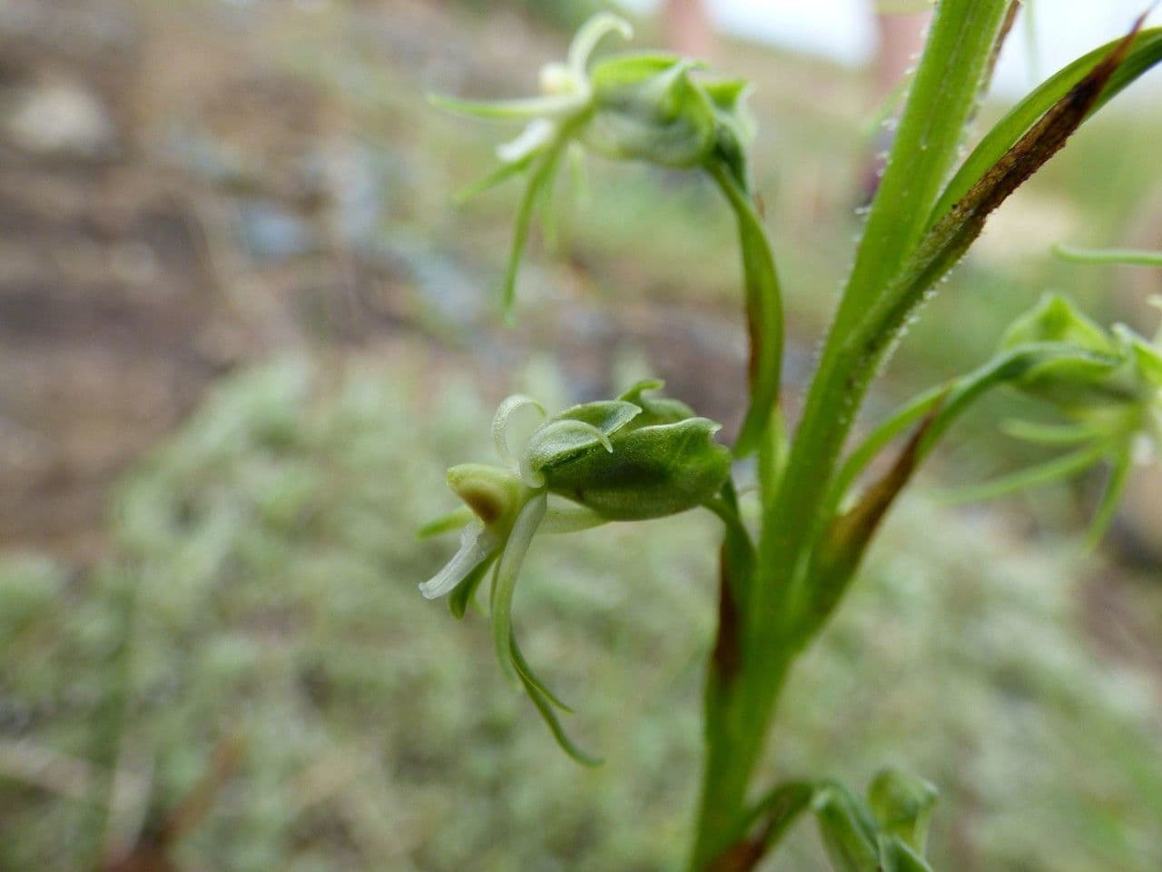 Orchidea 3