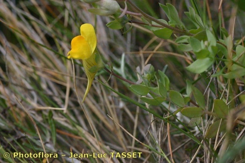 Linaria 14