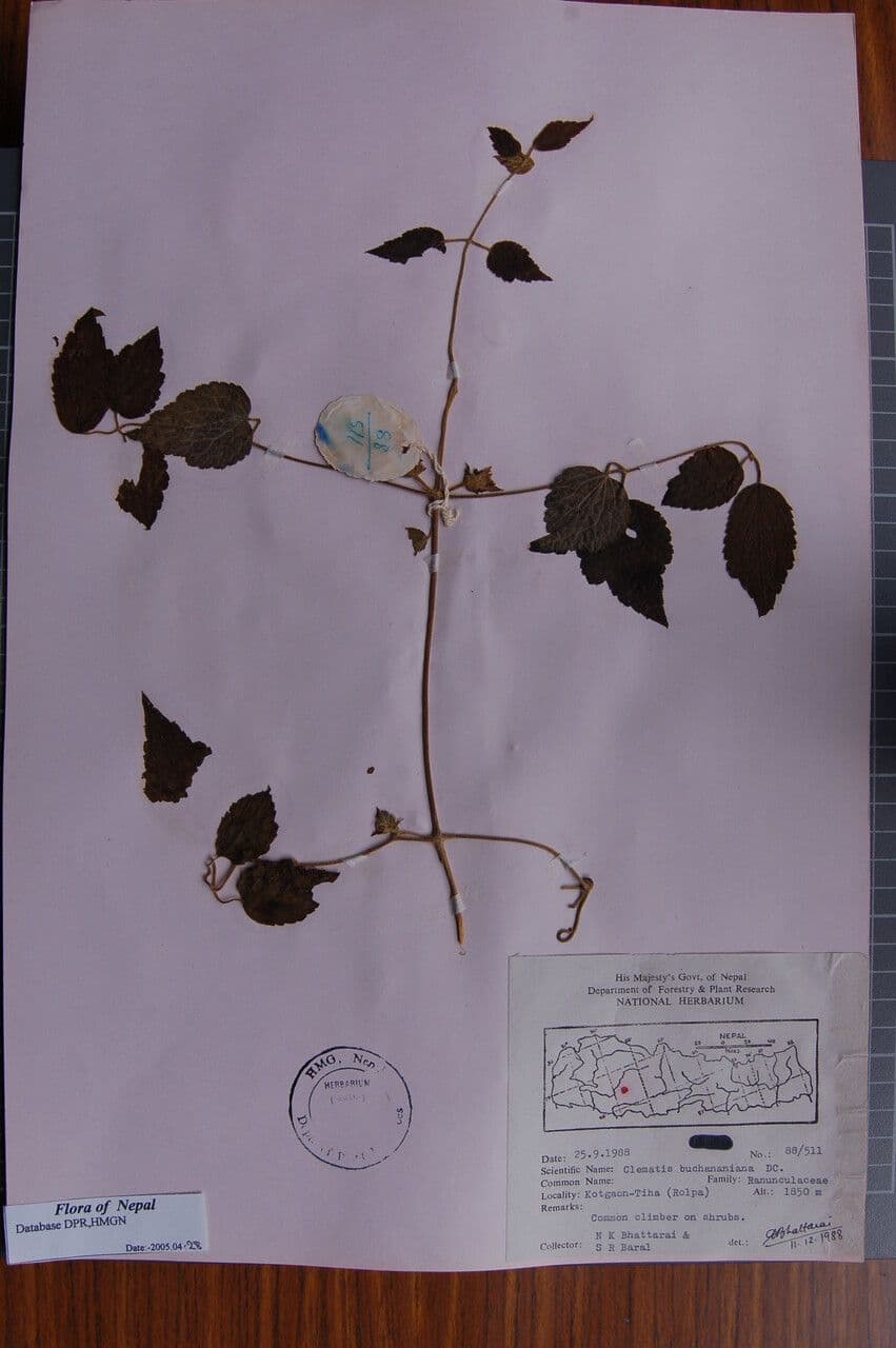 Clematis 7