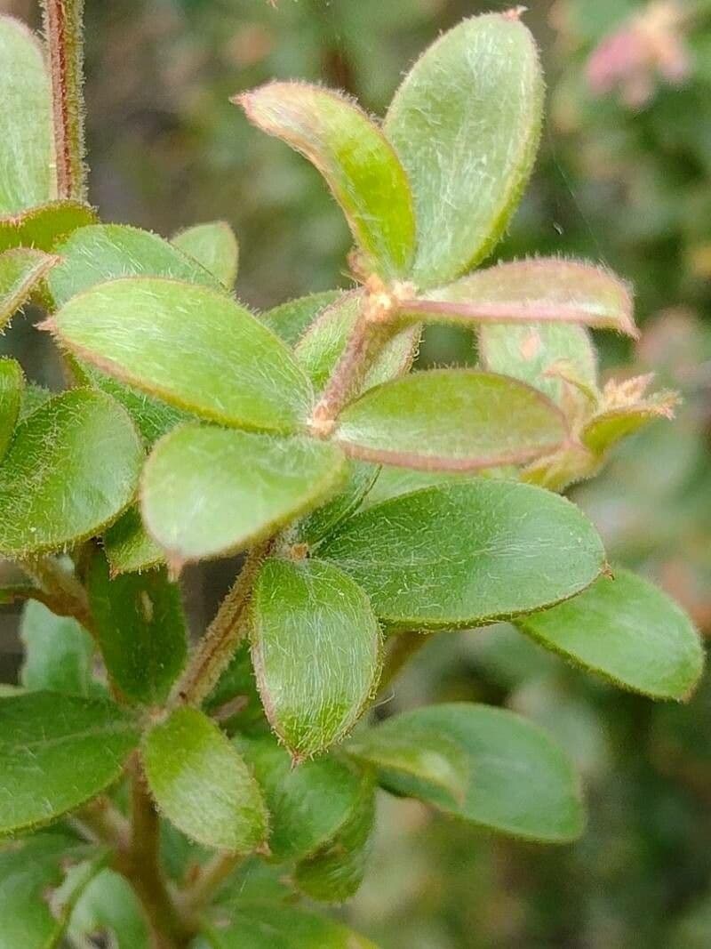 Grevillea sericea 9