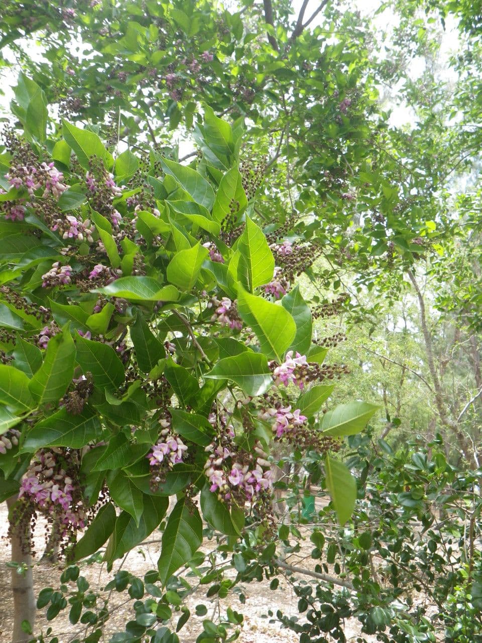 Pongamia 27