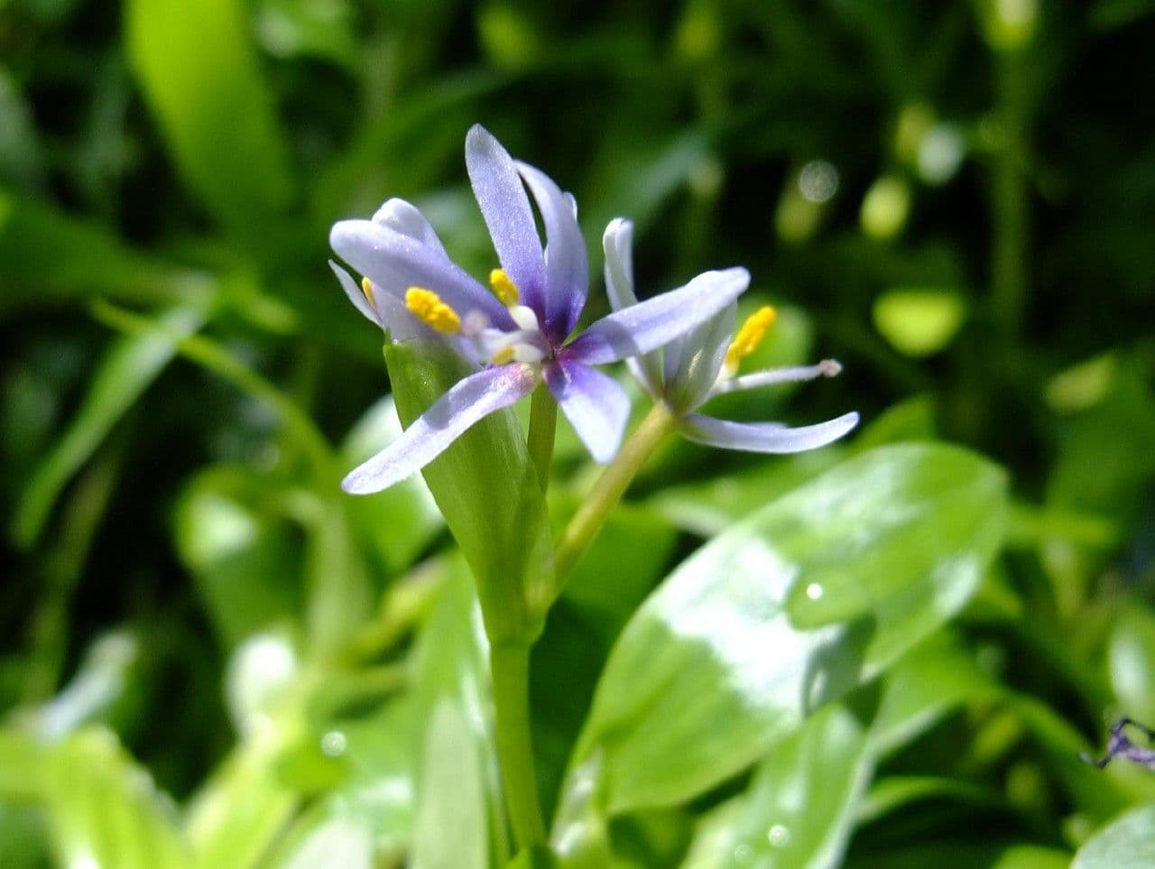 Hierba estrella