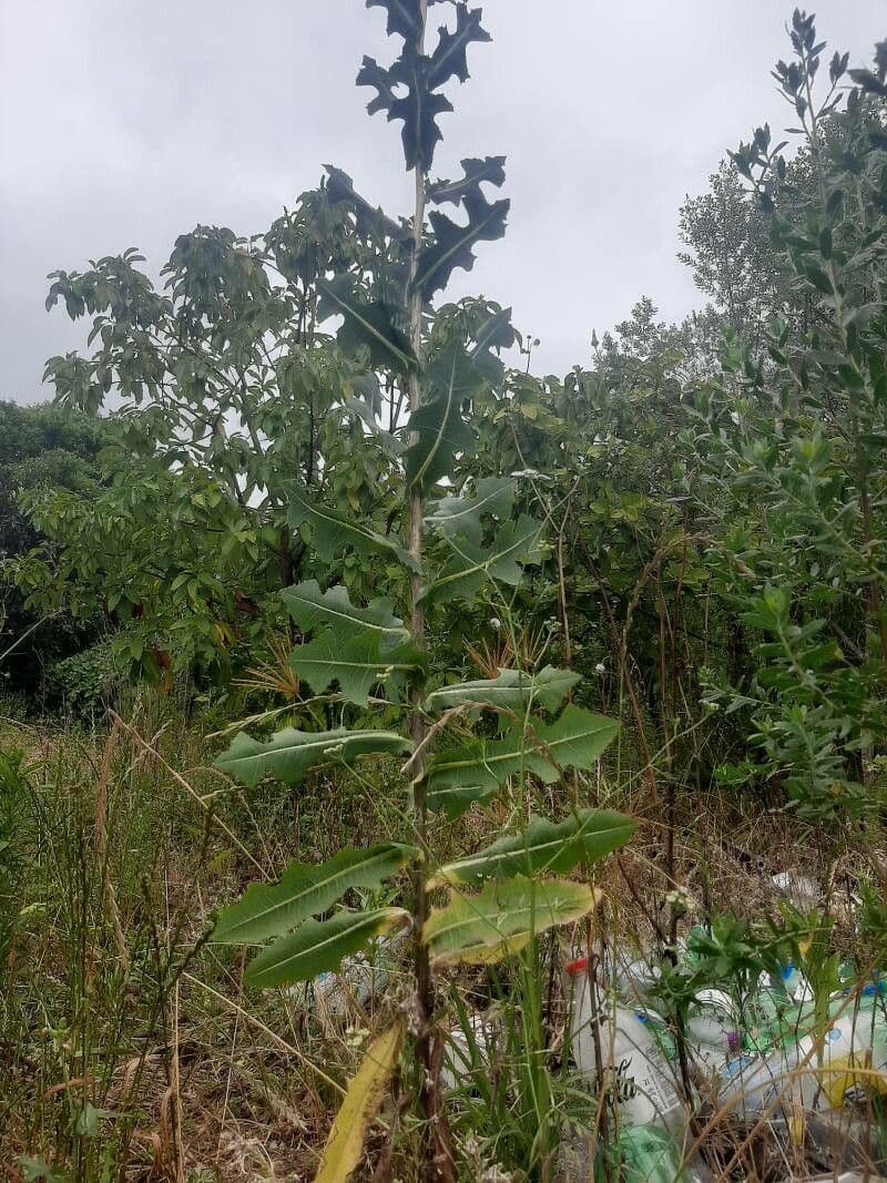 Lechuga amarga 11