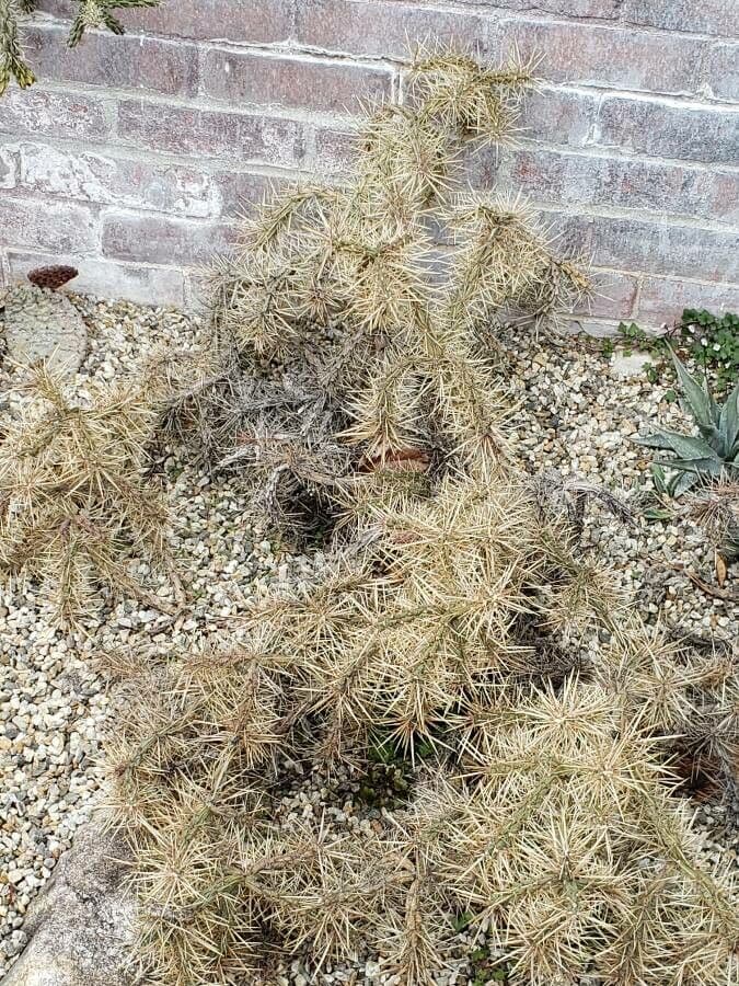 Cylindropuntia Davisa